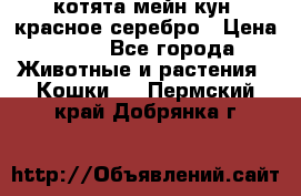 котята мейн кун, красное серебро › Цена ­ 30 - Все города Животные и растения » Кошки   . Пермский край,Добрянка г.